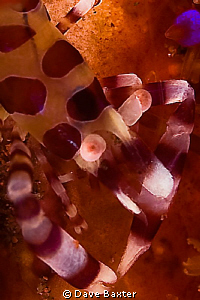 coleman shrimp on host urchin by Dave Baxter 